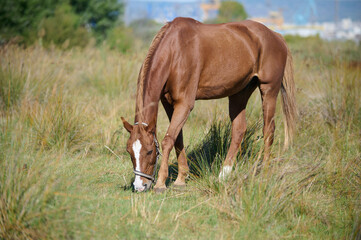 Obraz premium A close-up of a brown horse grazing on green grass, highlighting its head and front legs, with a chain attached, set in a peaceful rural environment