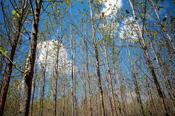 Young teak (Tectona grandis) forest plantation in Gunung Kidul, Yogyakarta, Indonesia