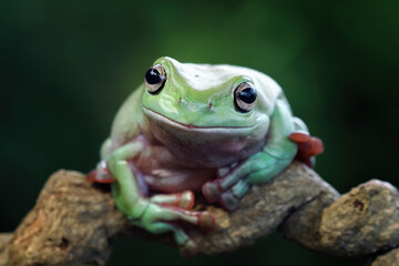 Green tree frog on branch, dumpy frog front view, litoria caerulea, animals closeup