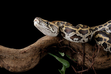 Python molurus bivittatus isolated on black background, Burmese python snake on branch,...