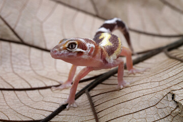 Baby leopard gecko lizard on dry leaves , eublepharis macularius
