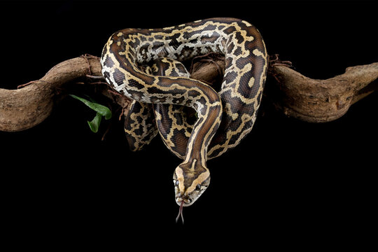 Python molurus bivittatus isolated on black background, Burmese python snake on branch, non-venomous snake