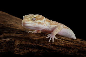 Leopard gecko lizard crawling on wood, lizard isolated on black, eublepharis macularius