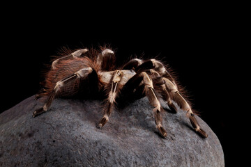 White knee tarantula on a rock (Acanthoscurria geniculata)