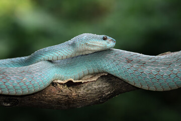 Blue viper snake closeup on branch,blue insularis,Trimeresurus Insularis