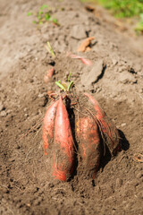 Man Holding Freshly Harvested Sweet Potato from Organic Farm in a Natural Vegetable Garden