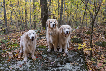 Three golden retrievers posing on a rock
