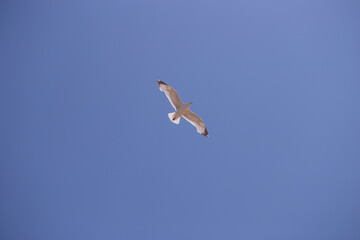 Herring Gull in flight in a blue sky