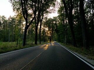 road in the forest