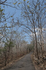 asphalt road in the middle of a teak forest that sheds its leaves during the dry season. small highway in the countryside.