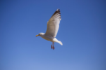 Herring Gull in flight in a blue sky