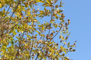 blue sky and yellow brown leaves on branches in autumn
