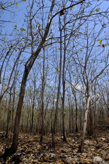 Teak forest in the dry season and blue sky. In the dry season teak forests become molt and abort...