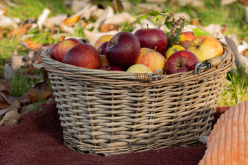 Red and yellow appple in the basket