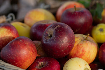 The red and yellow appple.