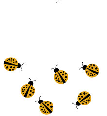 black and yellow ladybug