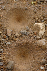 Antlers are the name for a group of insects from the Myrmeleontidae family. Myrmeleontidae. blurred image. 