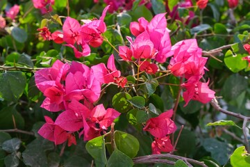 Blooming pink bougainvillea branches in garden as floral background. Bright continual flowering magenta bougainvillea.Used as urban beach and park decorative shrub, street hedge,clipped or unclipped
