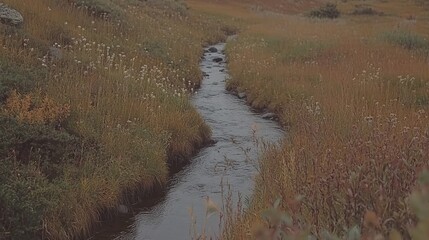A small stream flows through a meadow with lush green grass and wildflowers.