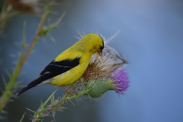 American Goldfinch