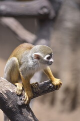Close up Squirrel monkeys are New World monkeys of the genus Saimiri. Common Squirrel Monkey (Saimiri sciureus) live in the tropical forests.