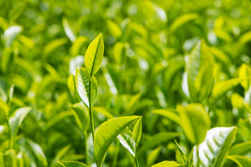 Green tea tree leaves field in Munnar, Kerala