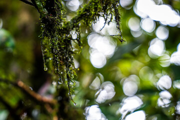 Rain Forestnature, plant, tree, moss, spring, flower, closeup, forest, macro, grass, leaves, leaf, autumn, flora, 