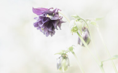 Purple Aquilegia flowers on white background with soft focus