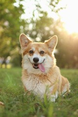 cute welsh corgi enjoying a walk in the park at sunset