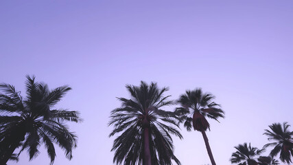 Sanglier de glace bleu royal avec des &eacute;pines de cactus dans un sommet montagneux.