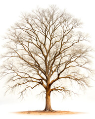 Obraz premium dry tree, tree in winter on white background