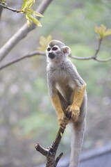 Close up Squirrel monkeys are New World monkeys of the genus Saimiri. Common Squirrel Monkey (Saimiri sciureus) live in the tropical forests.