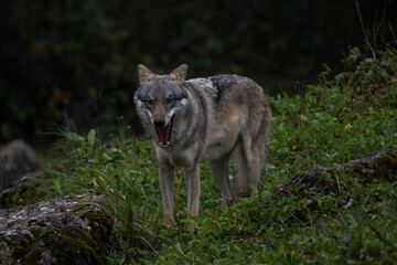 European wolf standing on a rock covered with green moss looking to the camera, blurred rocks and tree in the background, low angle, germany.