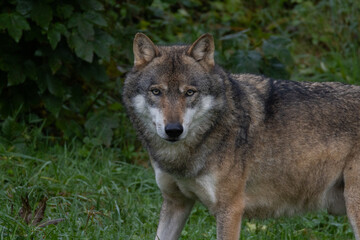 European wolf standing on a rock covered with green moss looking to the camera, blurred rocks and tree in the background, low angle, germany.
