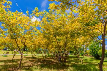 Fototapeta premium Nature Wallpaper (Mountains, Green Fields, Roadside Accommodation, Twilight Sky) The beauty of nature while traveling, with the wind blowing through the blurred leaves.