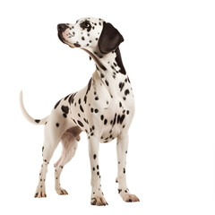 Great Dane dog breed isolated on transparent background, perfect for pet-themed designs.