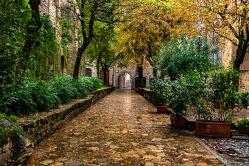 View of beautiful cobblestone street with tall deciduous trees and many other plants, creating...