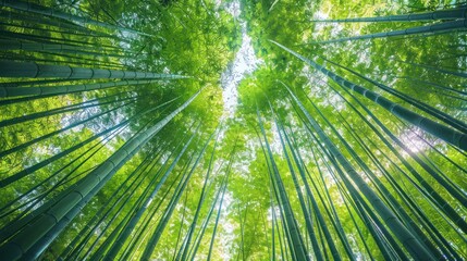 Fototapeta premium Bamboo Forest: A Tranquil and Lush Canopy