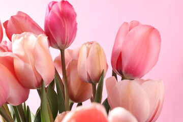 Bouquet of pink tulips close-up on a pink background