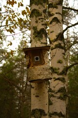 Unique wooden bird house in the forest