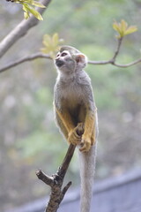 Close up Squirrel monkeys are New World monkeys of the genus Saimiri. Common Squirrel Monkey (Saimiri sciureus) live in the tropical forests.