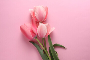 Tulips on a pink background. Top view