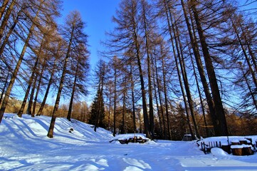 photo of larch forest in winter time with blue sky taken on the slopes of Mount Cristallo near Cortina d'Ampezzo in the dolomites. Belluno, Italy