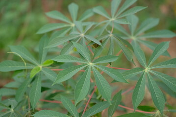 Cassava leaves - Close up detail of cassava leaves. Cassava leaves on blur background
