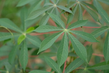 Cassava leaves - Close up detail of cassava leaves. Cassava leaves on blur background