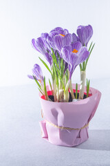 Purple flowers of crocuses. Grow bulbs in a pot.