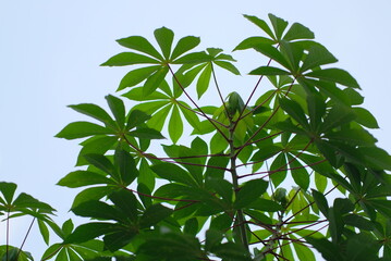 Cassava leaves - Close up detail of cassava leaves. Cassava leaves on blur background
