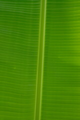 Banana leaf - Detailed texture of banana leaves, Banana leaves are yellow and green