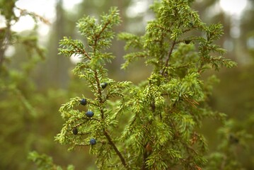 Branches of the wild juniper with berries in the forest 