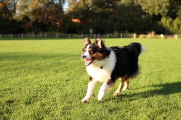 portrait of Australian shepherd on field at sunset.